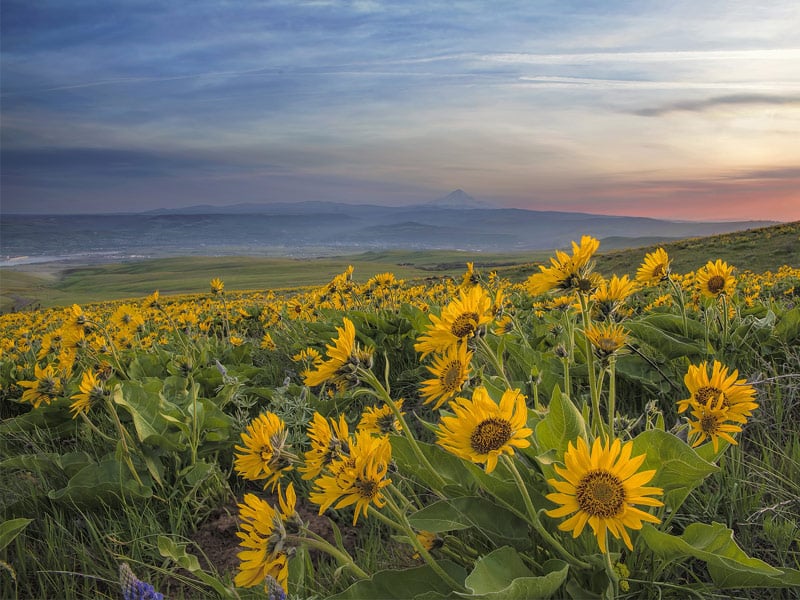 sunflowers at columbia river gorge