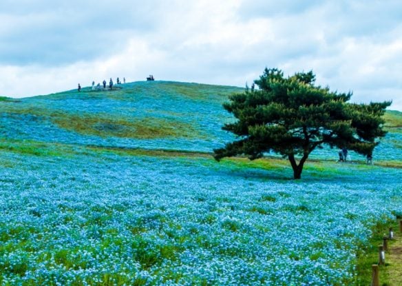 field of flowers with tree in hitachi