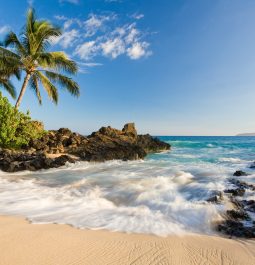 Beach in makena cove with palm tree and waves in south maui, hawaii
