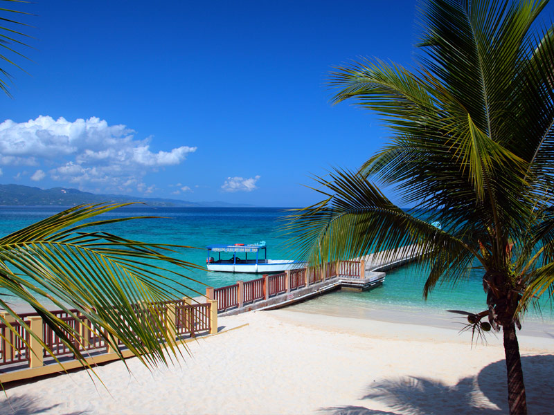 palm trees and oceanview on the beach in montego bay