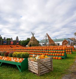 Pumpkin patch with rows of pumpkins