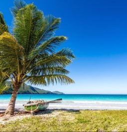 palm tree with blue sky and sandy beach