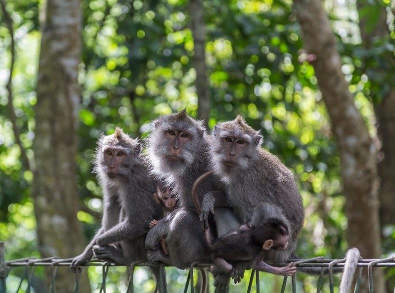 three monkeys on a branch