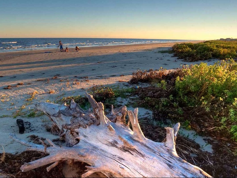 beach with driftwood and vegetation