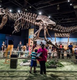 dinosaur exhibit featuring skeleton of t-rex at a museum