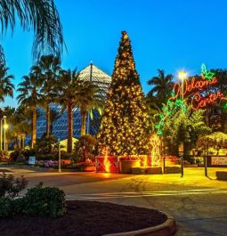 large christmas tree lit up at moody gardens