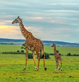 baby giraffe follows adult giraffe in wide open plain