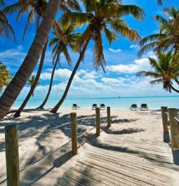 palm trees and sandy walkway to beach