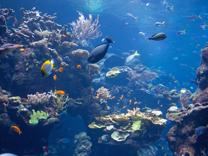 best aquariums to visit in california