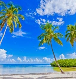 Palm trees on sandy beach and calm waters