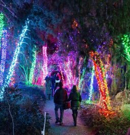 people walking through trees lit up with different colors