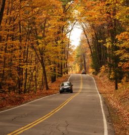 car driving on wooded road with golden leaves