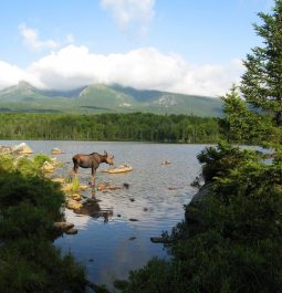 Moose in a Lake at Baxter State Park