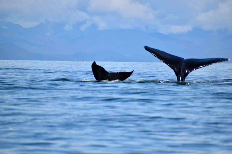 Mother and baby humpback Southeast Alaska
