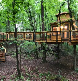 Treehouse surrounded by green trees