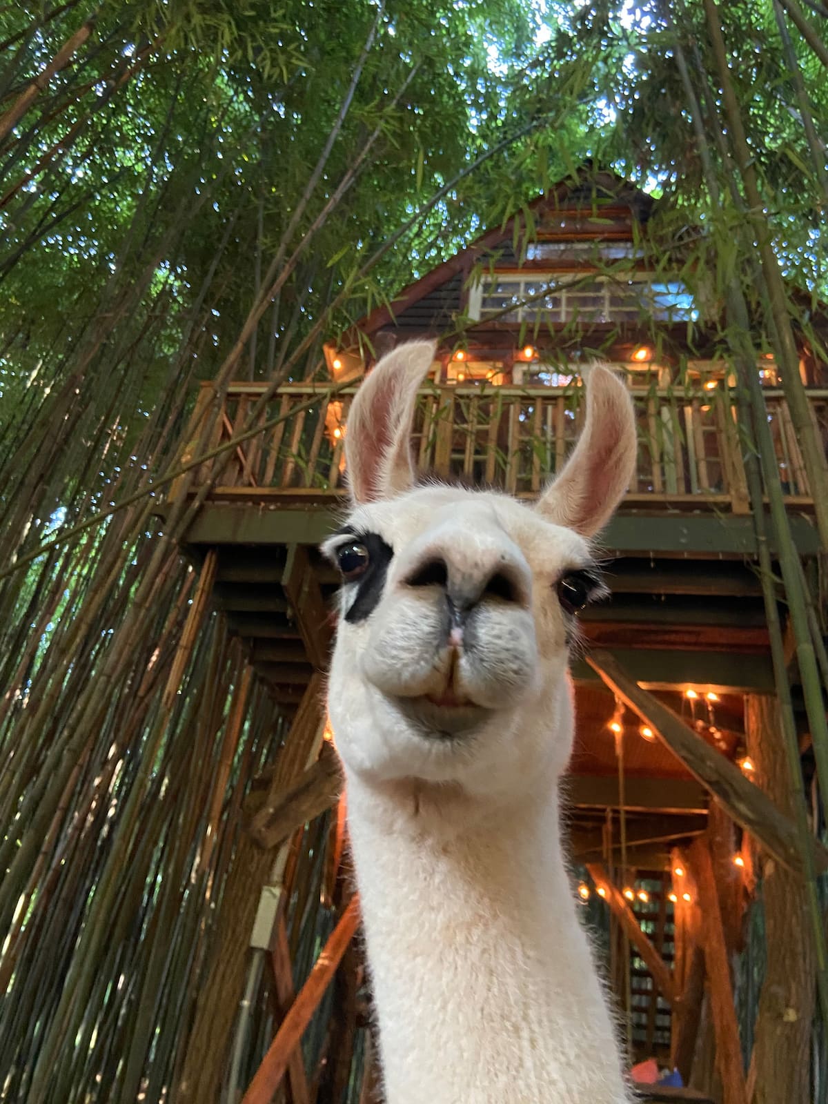 Llama at the Atlanta Bamboo Treehouse