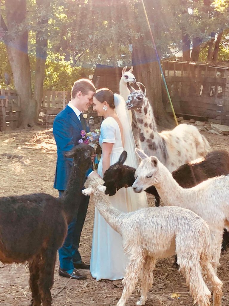 Wedding among the animals at the Alpaca Treehouse