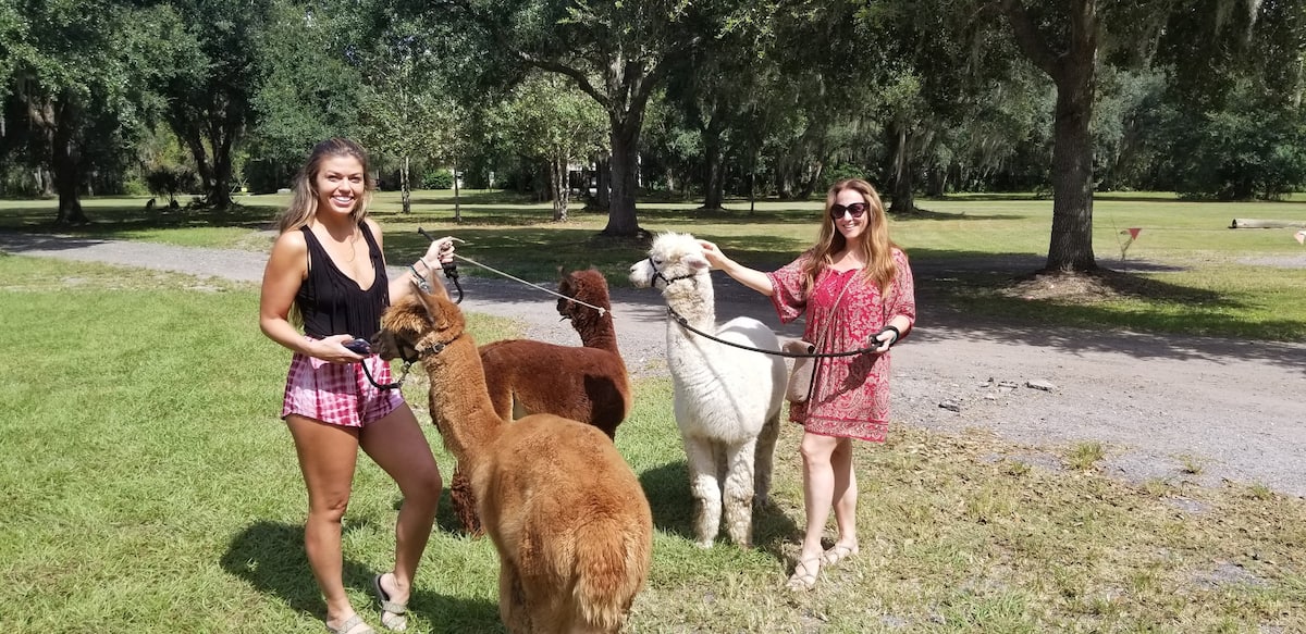 guests holding onto alpacas