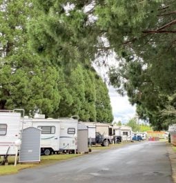 Campers lined up along road with trees