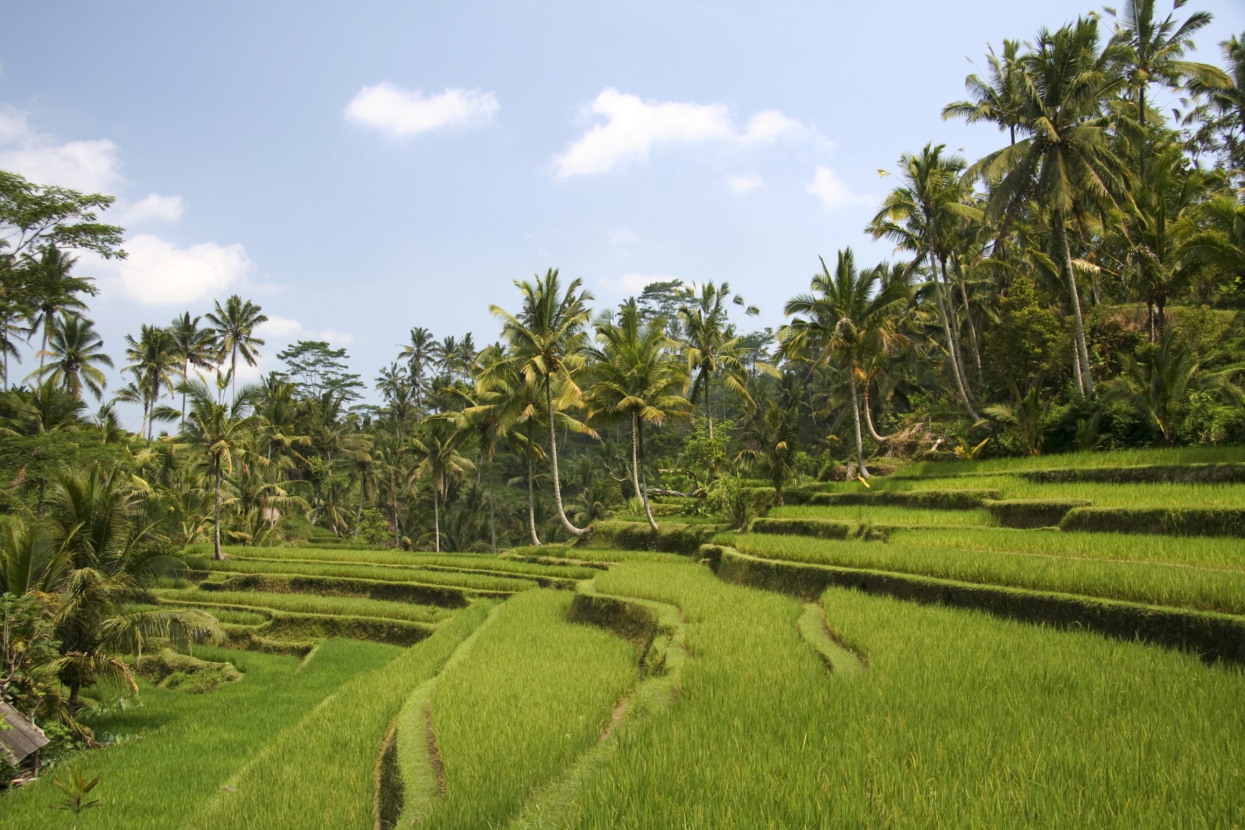 lush green rice fields