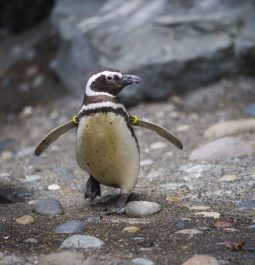 One penguin waddling around