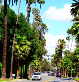 Palm tree-lined streets in LA