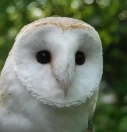 A close-up shot of a barn owl