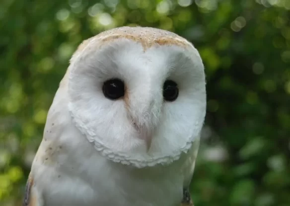 A close-up shot of a barn owl