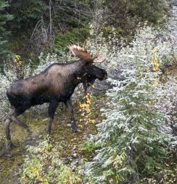 A moose going through the forest