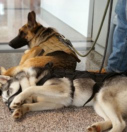 Trained service Husky and German Shepard taking a break at an airport