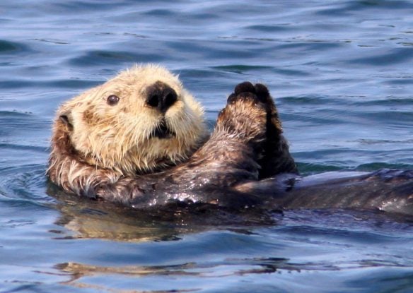 sea otter in the water