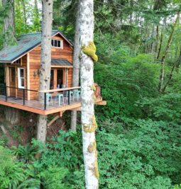 Treehouse surrounded by lush greenery