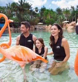 family with flamingos at Discovery Cove