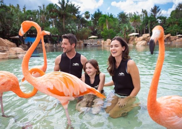 family with flamingos at Discovery Cove