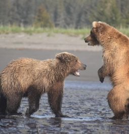 young grizzly bears playing