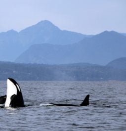 orcas with a backdrop of mountains