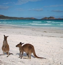 kangaroos on a beach